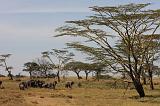 TANZANIA - Serengeti National Park - Elefanti - 01